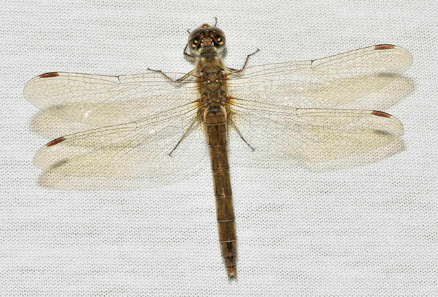 Da det.: probabile Sympetrum vulgatum